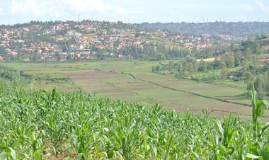 Hari abakora ubuhinzi n'ubworozi bavuga ko babangamiwe n’imyubakire igenda yototera aho bahinga