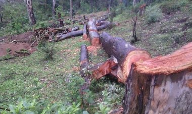 Ibikorwa by'ubwubatsi bukoresha ibiti biteze bibangamiye amashyamba