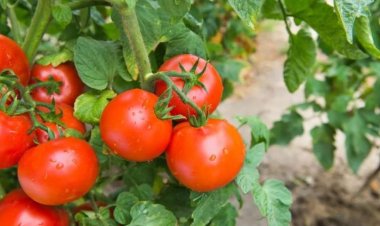 Gakenke: Abahinzi imbuto n’imboga bahuraga n'igihombo, barashima ko begerejwe isoko