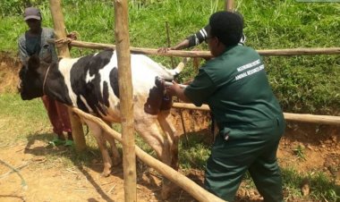 Kudasobanukirwa ibyo gutera inka intanga kw’aborozi, inzitizi ku kongera umukamo.