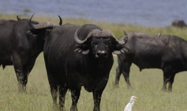 Musanze-Shingiro: Baribaza uko bashyingura uwishwe n’imbogo 2 zatorotse Pariki y’ibirunga.