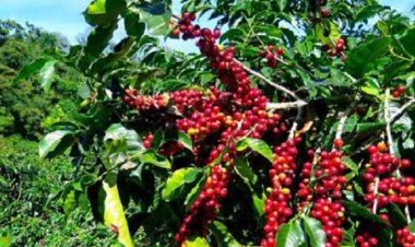 Gakenke: Abahinga Kawa mu murenge wa Coko na Ruli barashima ko begerejwe uruganda ruyikaranga.