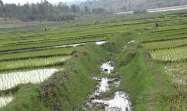 Bugesera: Abahinzi b'umuceri babangamiwe n'amateme make mu mirima yabo