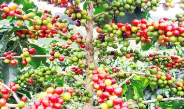 Nyamasheke : Hakenewe imbaraga z'urubyiruko mu buhinzi bwa kawa