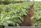 Musanze: Abahinzi barasabwa guhinga babungabunga ibidukikije nk’ibyabarinda  ingaruka bahur nazo.