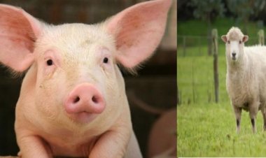 Minisiteri y’ubuzima irasabwa gushyiraho uburyo ingingo z’inyamaswa zajya zihabwa abantu.