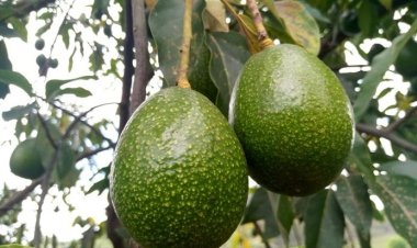 Gutera ibiti by’imbuto, igisubizo ku mirire mibi.