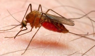 Abafite ubumuga n’abakora akazi mu masaha y’ijoro, ibyiciro  byibasiwe na Malariya.