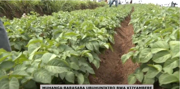 Musanze: Abahinzi barasabwa guhinga babungabunga ibidukikije nk’ibyabarinda  ingaruka bahur nazo.