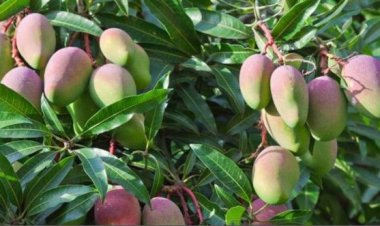 Iburasirazuba: Udukoko twateje ikibazo ibiti by’imyembe, hari impungenge ko yaba amateka!