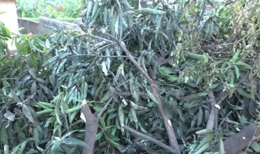 Ngoma: Hari abaturage basaba ibiti by'imbuto byo gutera bisimbura ibyo batemye