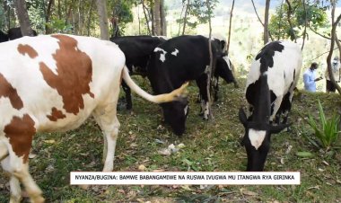 Nyanza: Basabwa amafaranga n’ubuyobozi kugira ngo bagerweho na Girinka Munyarwanda!