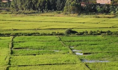 Gisagara- Gikonko : Umuceri bawugura kure bafite uruganda ruwutunganya iwabo