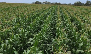 Ngoma : Bamwe mu bahinzi b'ibigori bavuga ko hari icyizere ko bazabona umusaruro w'ibigori