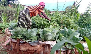 Guhinga ku butaka buto ntibibabuza kubona umusaruro utubutse