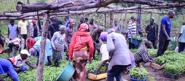 Nyamasheke: Barishimira ingemwe za kawa zo gutera bari guhabwa
