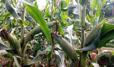 Burera: Abahinzi barishimira imbuto y'ibigori yashimye ubutaka