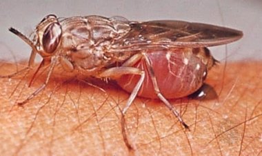 Agakoko ka Tripanosoma gatera indwara y'umusinziro ntikakiba mu Rwanda