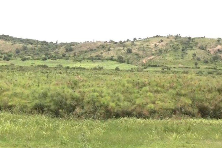 Kirehe : Iyangirika rikomeye ry'ishyamba kimeza rya Ibandamakera ...