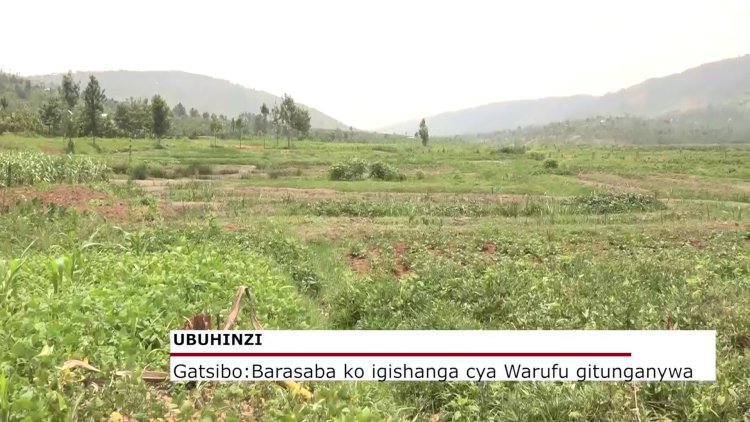 Gatsibo: Abahinga mu gishanga cya Manishya kizwi nka Warufu barasaba ko gitunganywa neza