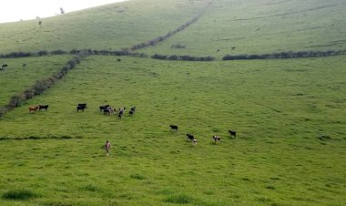 Nyabihu: Aborozi bo nzuri za Gishwati nyuma yo gutanga inka zabo bari mu gihirahiro