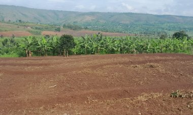 Kayonza: Amaterasi y'indinganire yatumye umusaruro ukomoka ku buhinzi n'ubworozi wiyongera