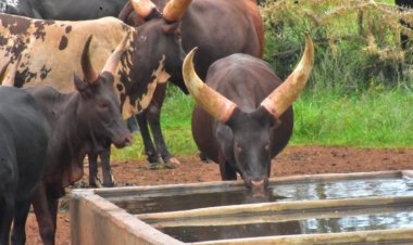 Kayonza: Ikibazo cy'abacunda gikomeje guhangayikisha aborozi b’inka