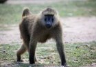 Musanze: Residents are now safe following the stories published earlier regarding a baboon that attacked women 