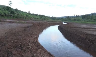 Kayonza: Abahinzi bo mu gishanga cya Nyakagezi bahangayikishijwe n’uko bahinga ariko ntibasarure