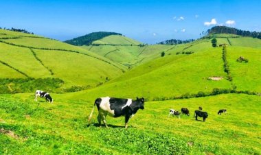 Abatangije ubukerarugendo mu Bigogwe barasaba ubufasha kugira ngo barusheho gukora neza