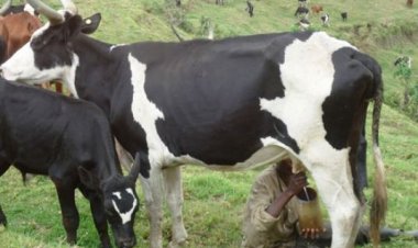 Nyabihu: Aborozi bo mu murenge wa Bigogwe baravuga ko inka yabo ari guhabwa inking n’imiti y’inzoka.