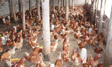 Abanyarwanda ntibizera inyama z’amatungo ya kijyambere