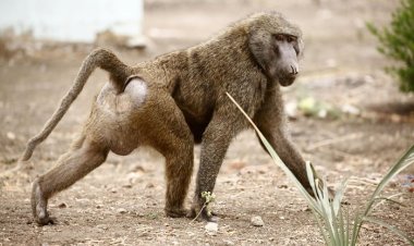 Musanze: Abagore n'abakobwa bahangayikishijwe n'inyamaswa yateye iri kubafata ku ngufu