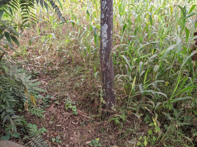 RWAMAGANA: Batewe impungenge n’amapoto y’amashanyarazi yashaje n’ayariwe n’umuswa.