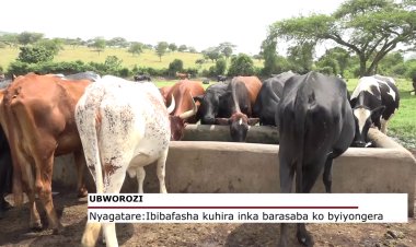 Nyagatare: Aborozi barasaba ko ibibafasha kuhira inka byiyongera