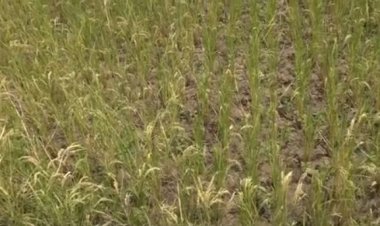 Kayonza-Murundi: Bahinga umuceri ariko bakagorwa no kubona uwo barya!