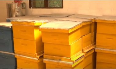 Kayonza: Umwuga w’ubuvumvu ubangamiwe n’imiti ikoreshwa mu buhinzi.