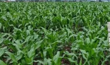 Hatangijwe igenamigambi ry’imyaka 5 rizateza imbere ubuhinzi rihereye ku rubyiruko