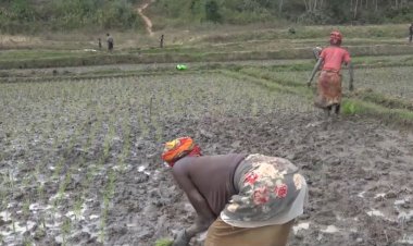 Gisagara: Abibumbiye muri Koperative KOABINYA, barataka inyerezwa ry’umutungo wabo