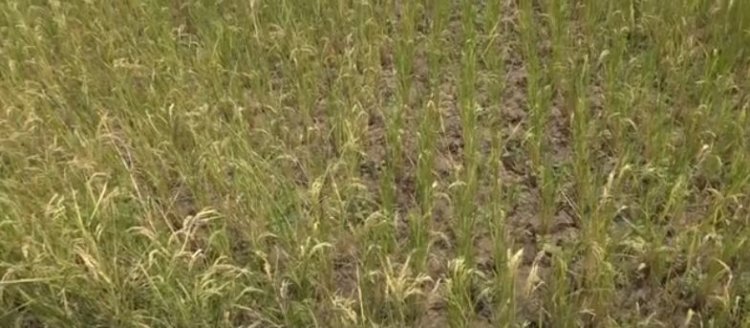 Kayonza-Murundi: Bahinga umuceri ariko bakagorwa no kubona uwo barya!