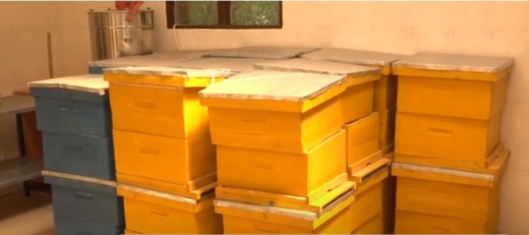 Kayonza: Umwuga w’ubuvumvu ubangamiwe n’imiti ikoreshwa mu buhinzi.