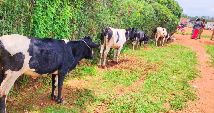 Abarokotse Jenoside yakorewe Abatutsi mu 1994 barishimira ko bakomeje gufashwa kwikura mu bukene
