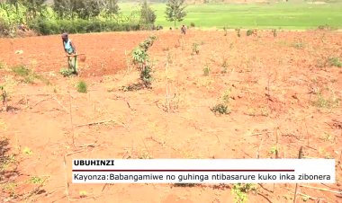 Kayonza: Babangamiwe no guhinga ntibasarure kuko inka zibonera