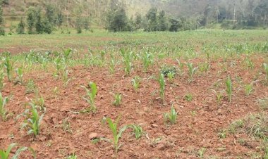 Amajyaruguru: Imbuto y'ibigori bahawe yanze kumera mu mirima yabo