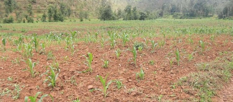 Gisagara - Mukindo: Batinze guhabwa ifumbire bibaviramo kurumbya