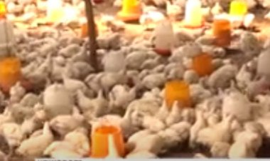 Rwamagana: Aborozi b'inkoko babangamiwe no kutagira ibagiro