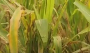 Rubavu: Bahanganye n’ingaruka n’imbuto y’ibigori bahawe na Leta yanze guheka