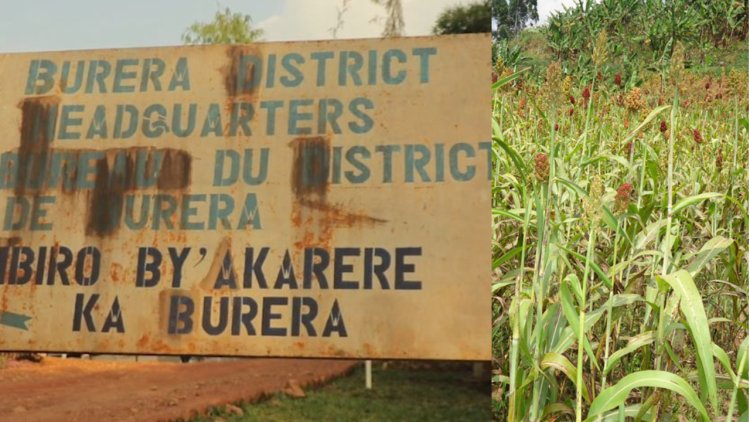 Burera: Abari guhinga amasaka bari gucibwa amafaranga abandi bagafungwa n'inzego z'ibanze
