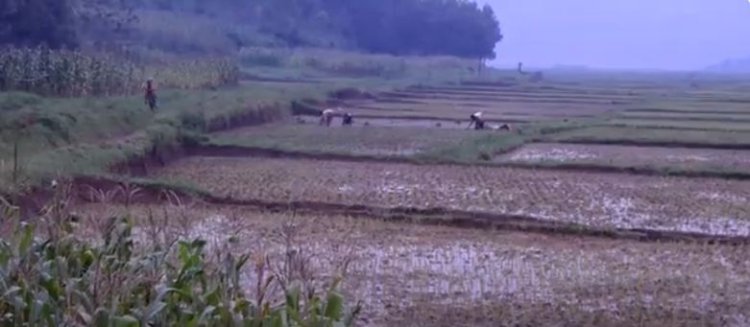 Gukoresha ifumbire yo mu musarane mu buhinzi bigira ingaruka ku buzima bwa muntu