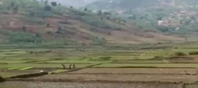 Gisagara: Abahinzi b’umuceri barasaba Leta kugenzura amakoperative bagemurira umusaruro